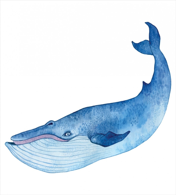 Животное антарктиды синий кит
