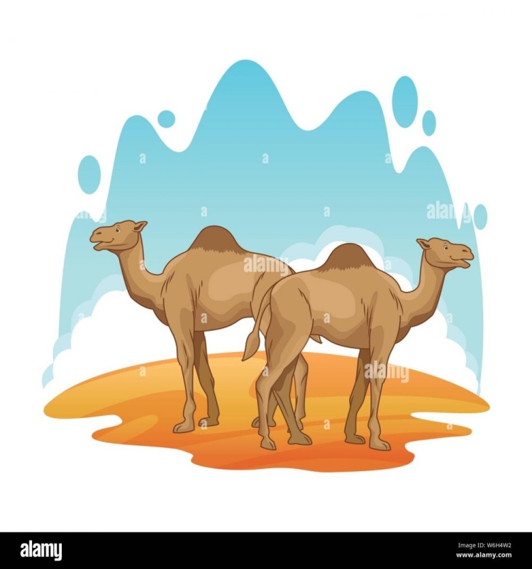 Животные верблюды