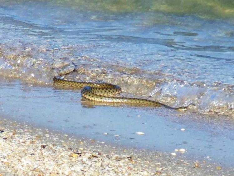Змеи обитающие в азовском море