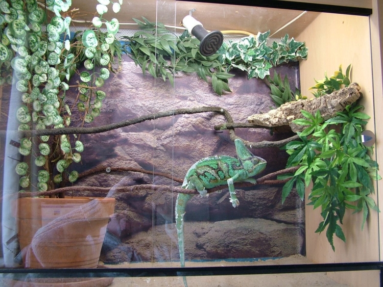 Конструкция террариума | Международное сообщество любителей игуан - IguanaRus