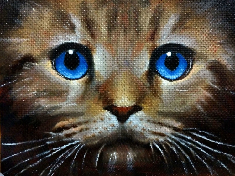 Кот шоколадного цвета с голубыми глазами