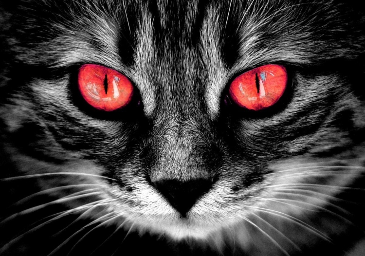 Красные глаза у кошки в темноте