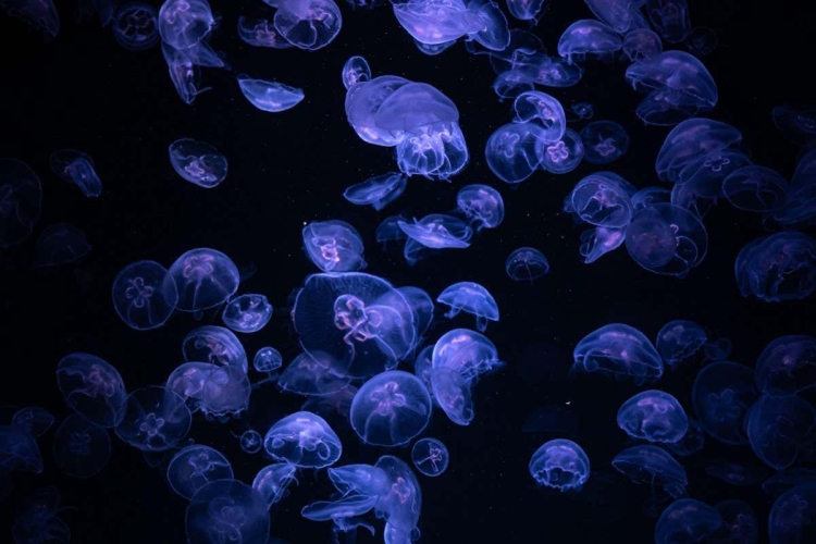Азовское море светящиеся медузы