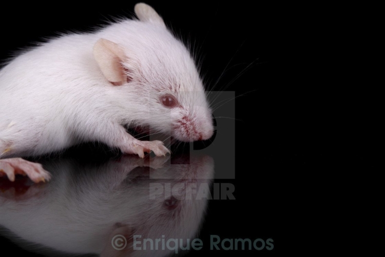 Белая крыса с красными глазами порода - 65 фото