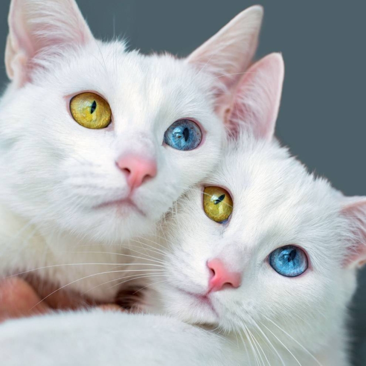 Порода кошек с разным цветом глаз