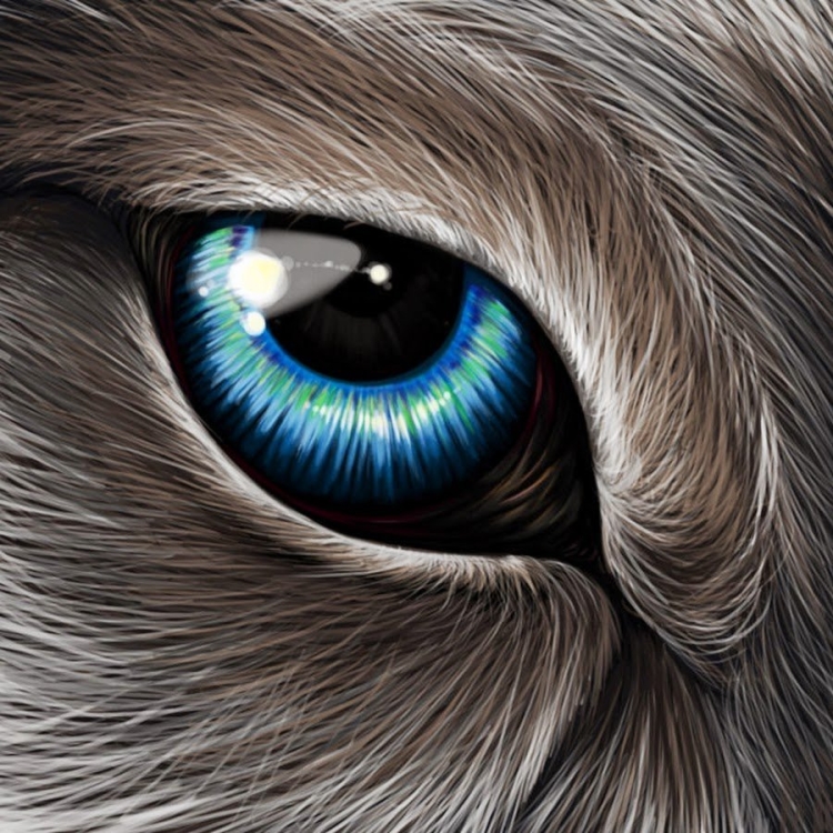 Цвет глаз волка