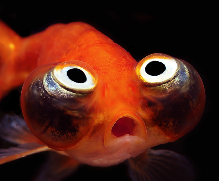 Аквариумная рыбка с выпученными глазами