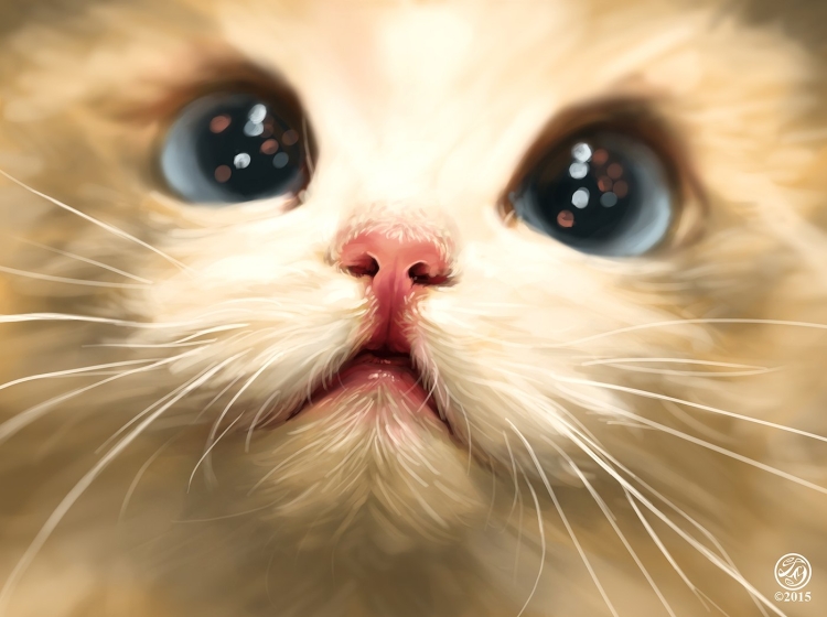Милые глаза котика