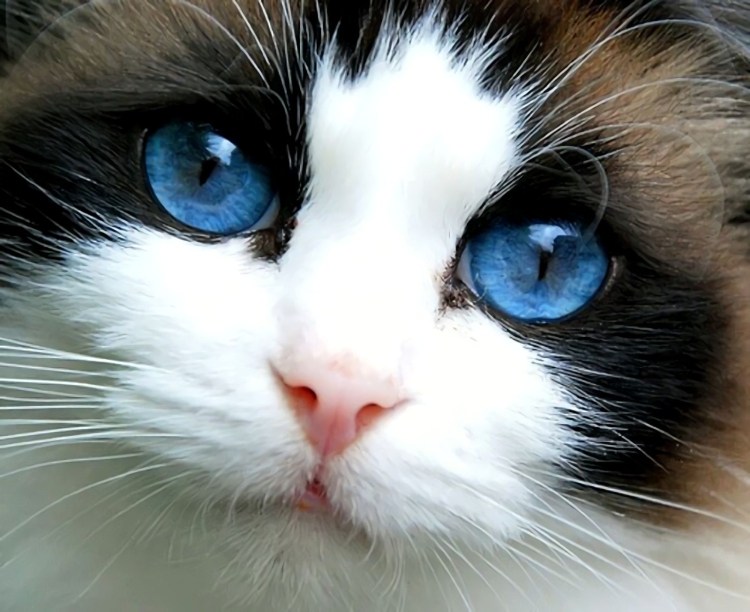 Порода кошек с красивыми глазами