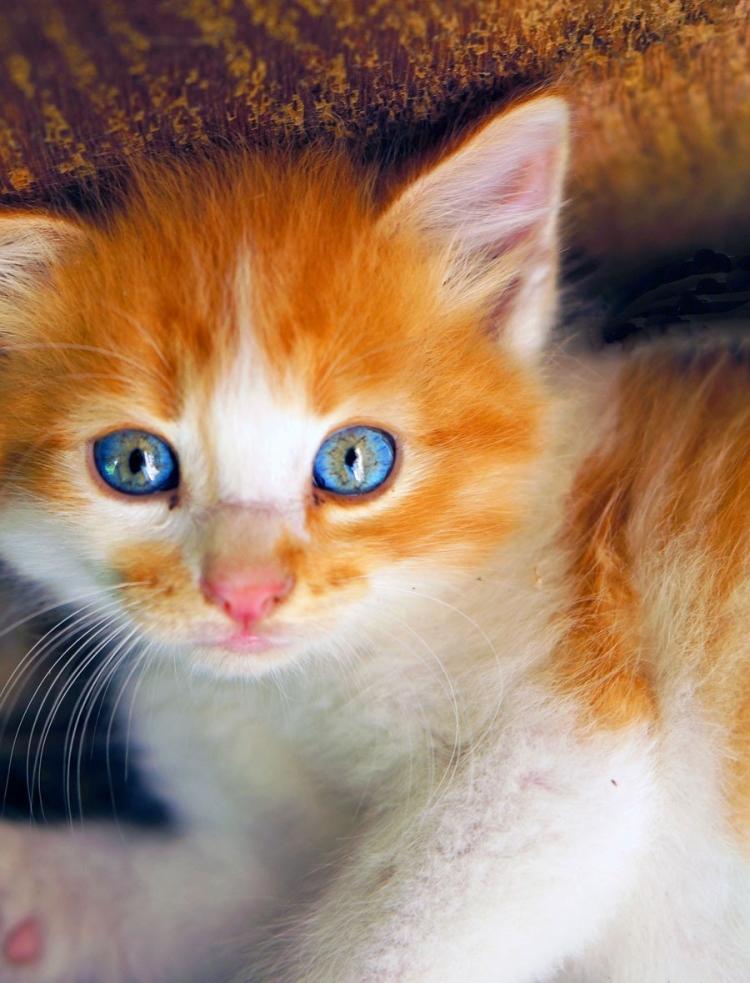 Рыжий кот с голубыми глазами порода - 75 фото