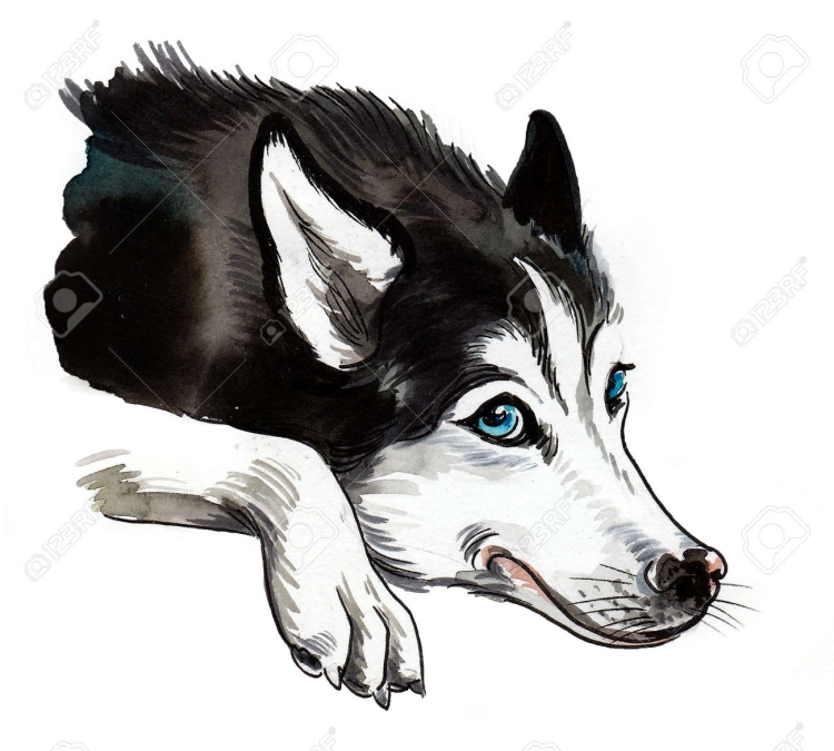 Черно белая собака с голубыми глазами