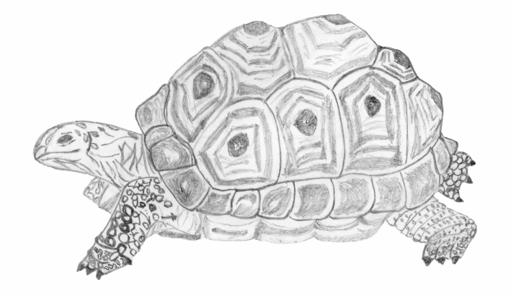 Черное море черепахи