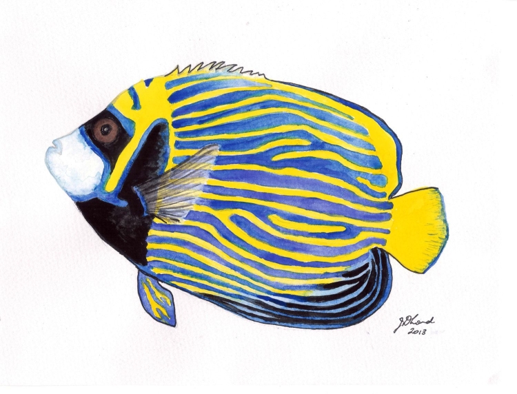 Желтые рыбы красного моря