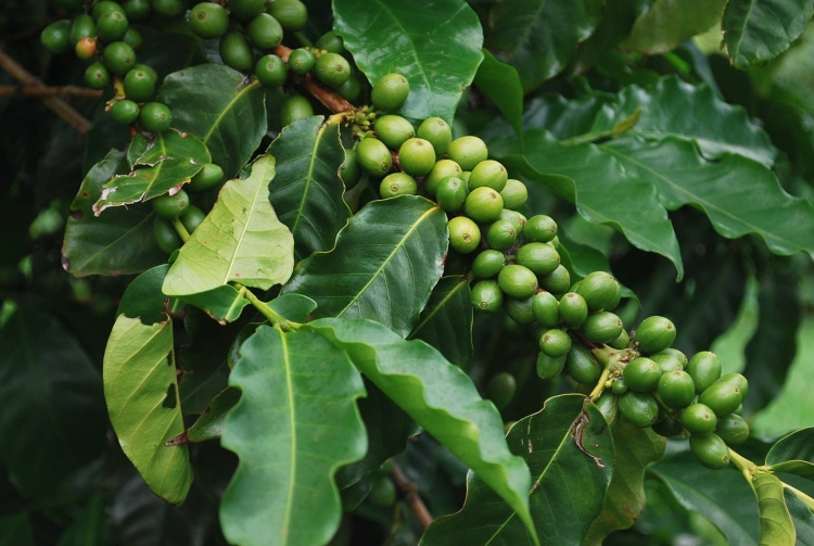 Дерево кофе в природе