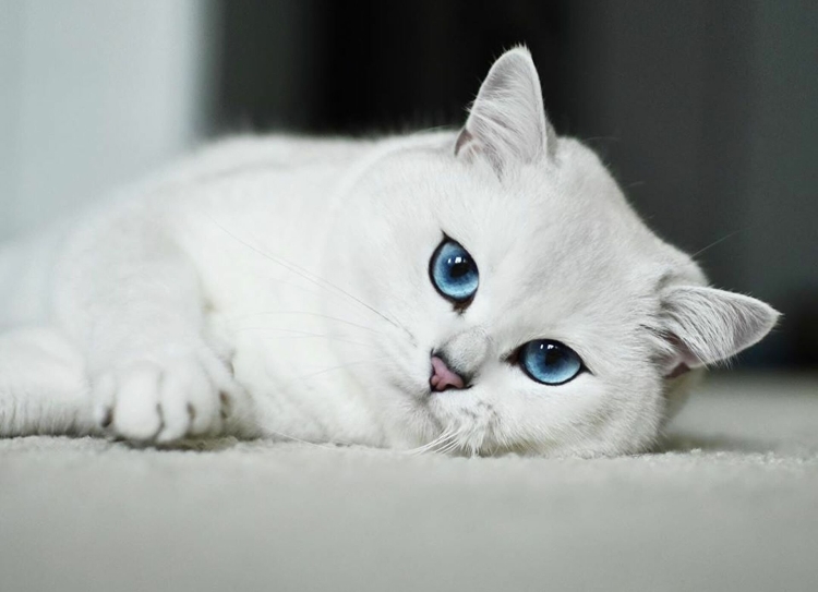 Кот серебристая шиншилла с голубыми глазами