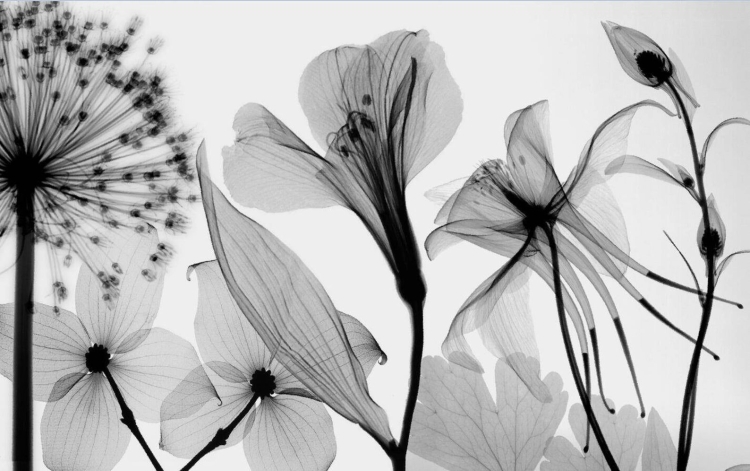 Черно белые цветы в природе