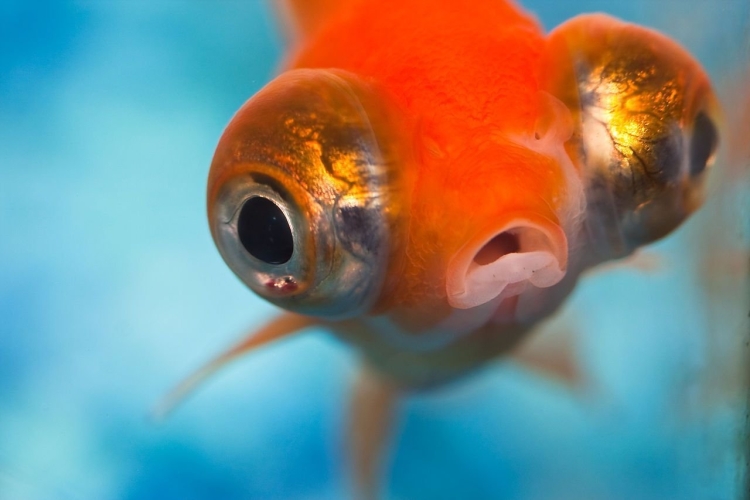 Аквариумная рыбка с большими глазами