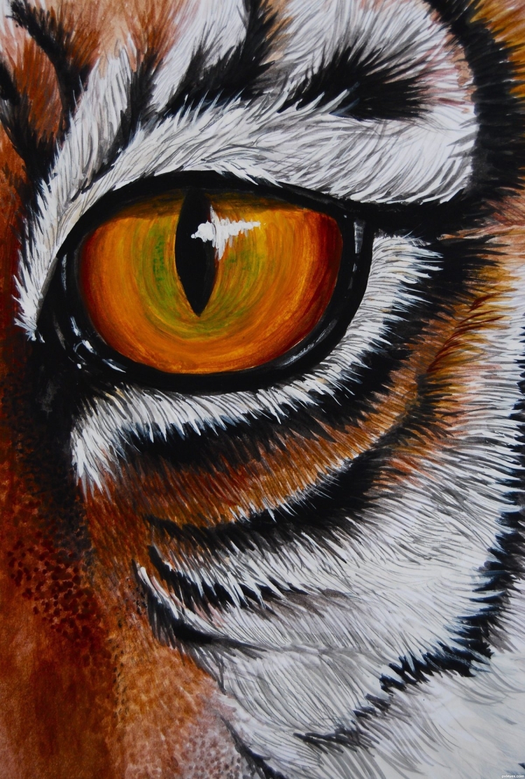 Зеленый глаз тигра