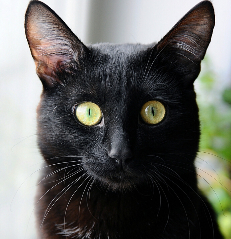 Черный кот с желтыми глазами порода
