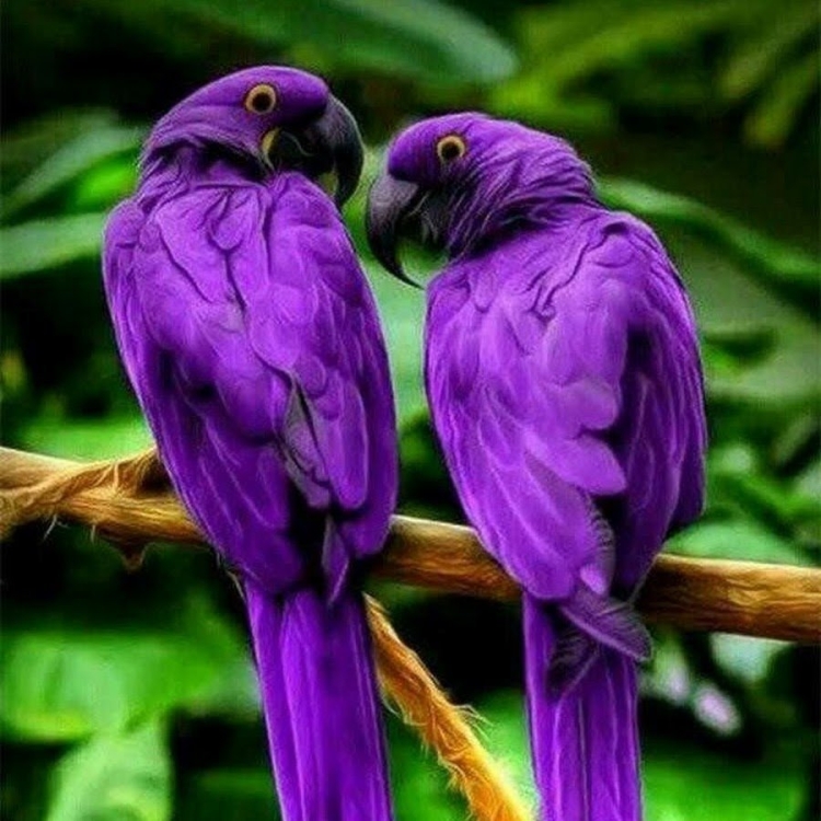 Фиолетовые попугаи в природе