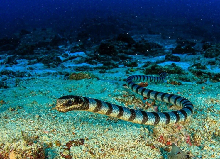 Полосатая морская змея в красном море