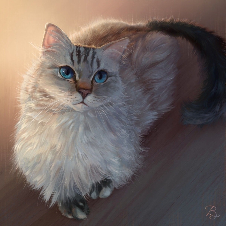 Пушистая кошка с голубыми глазами порода