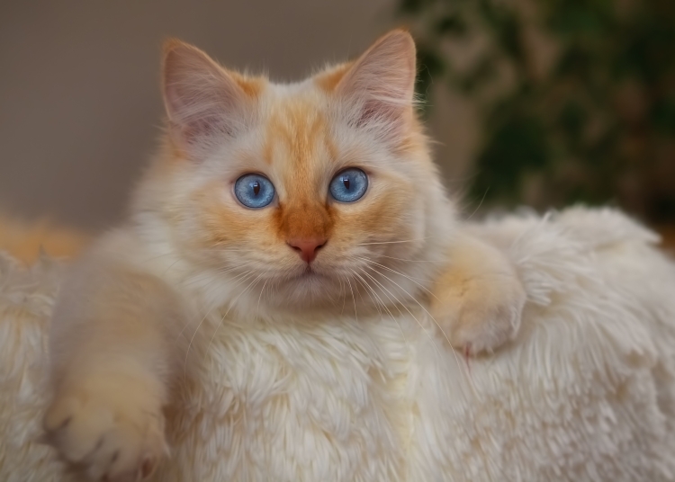 Персиковый кот с голубыми глазами