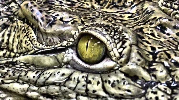 Глаза крокодила
