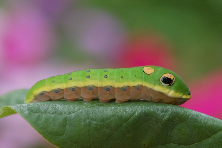 Большая зеленая гусеница с глазами
