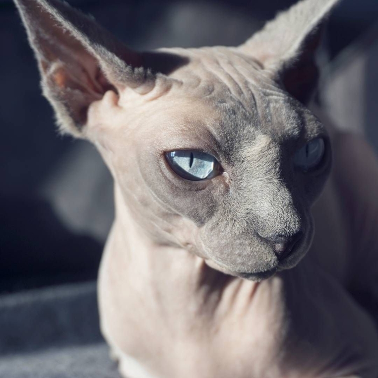 Серый сфинкс с голубыми глазами
