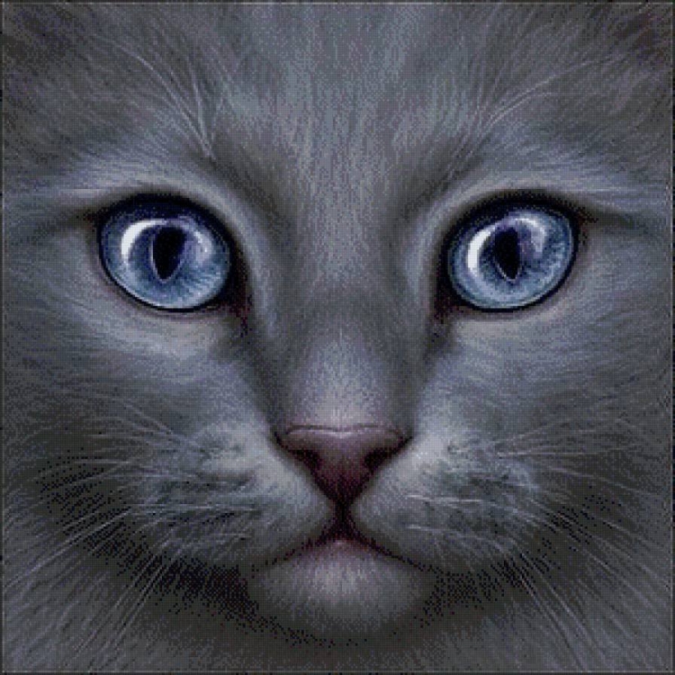 Серый котенок с голубыми глазами порода