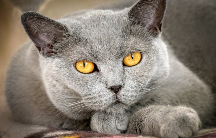 Порода серого кота с желтыми глазами