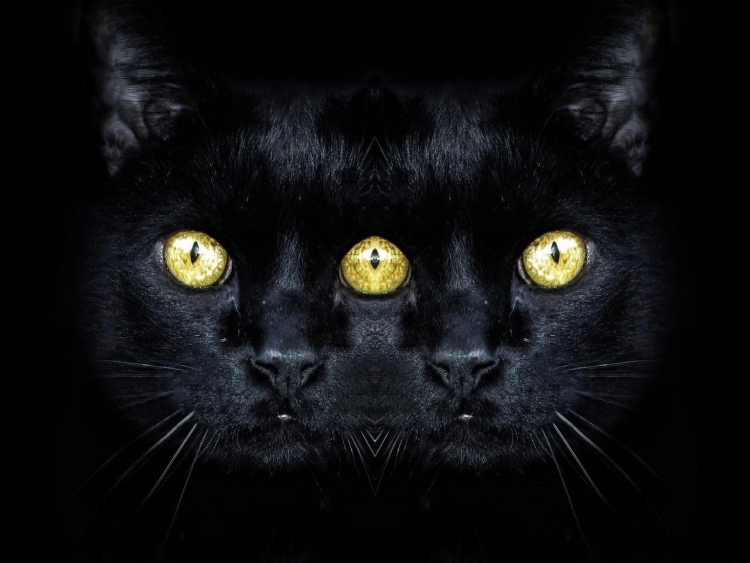 Черная вислоухая кошка с желтыми глазами