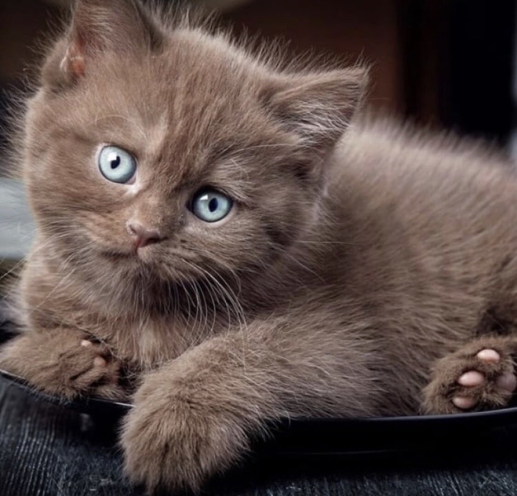 Шоколадная кошка с голубыми глазами