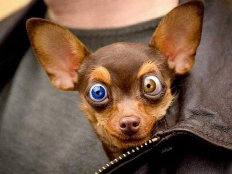 Мелкая собака с выпученными глазами