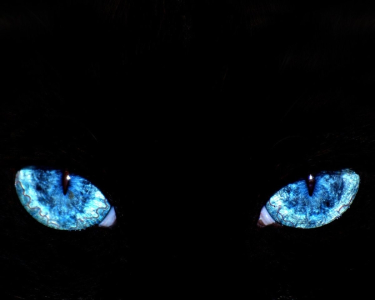 Почему у кошки ночью светятся глаза? | Вопрос-ответ | АиФ Аргументы и факты в Беларуси