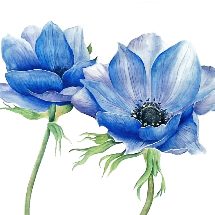 Синие цветы в природе