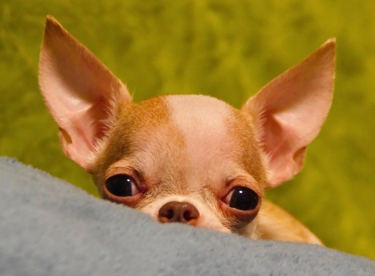Мелкая собака с выпученными глазами порода