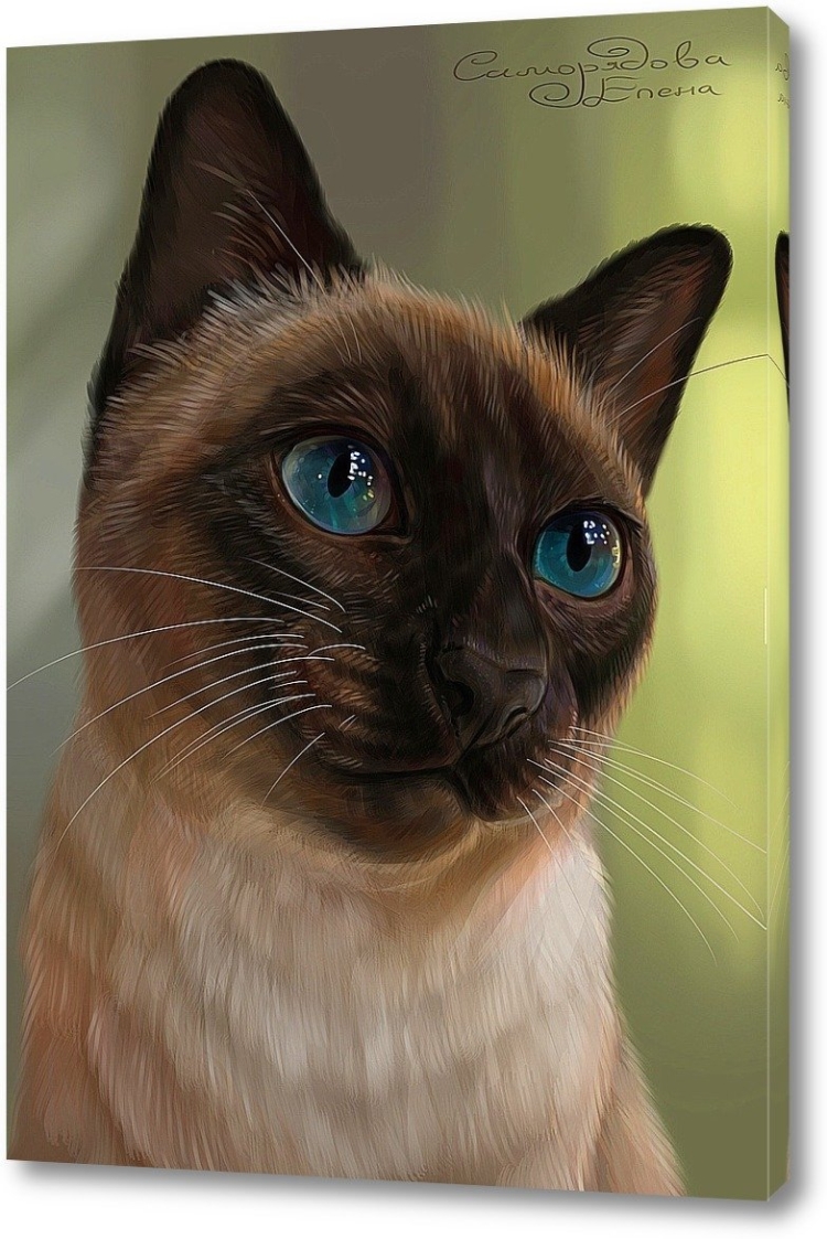 Коричневая кошка с голубыми глазами