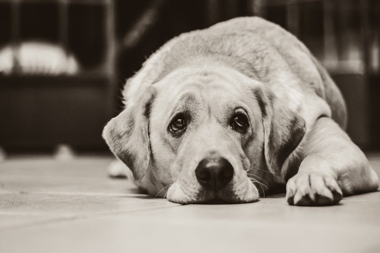 Вислоухая собака с грустными глазами