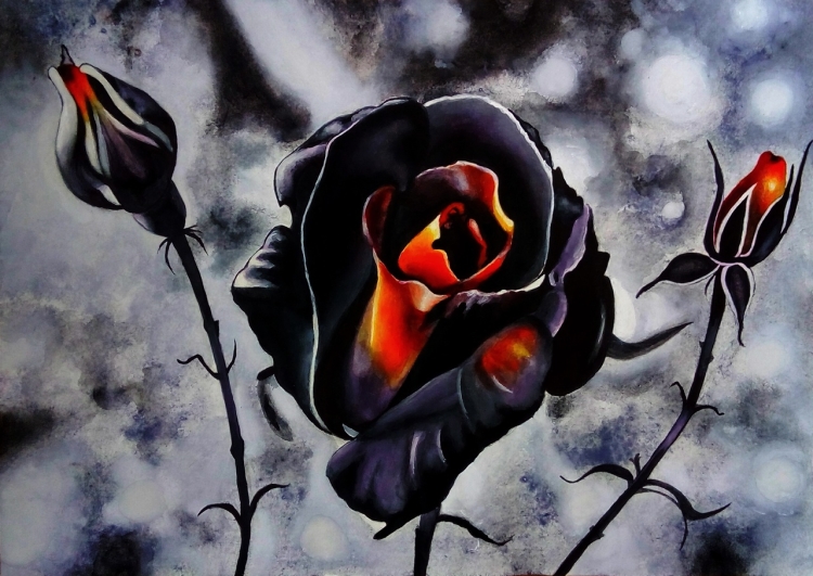 Черная роза в природе