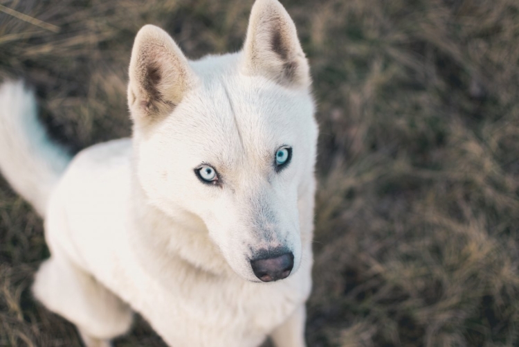 Белая собака с голубыми глазами порода