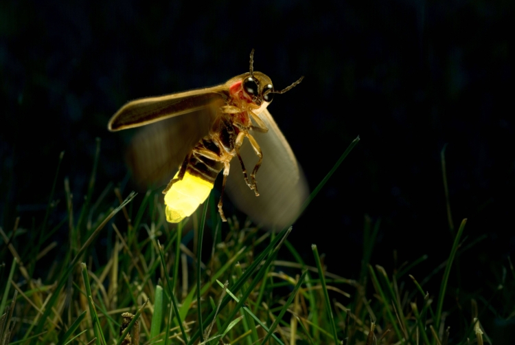 Светящиеся жуки в природе