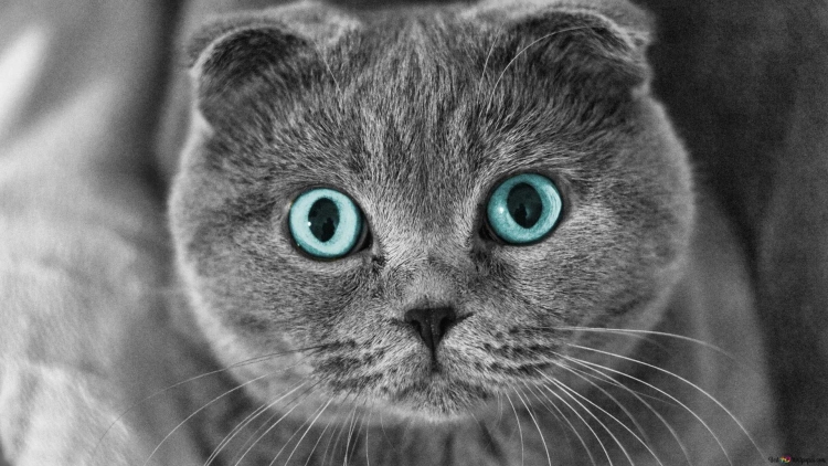 Шотландский кот с голубыми глазами