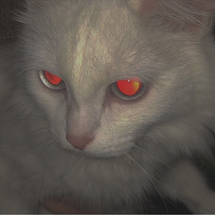 Белая кошка с красными глазами - 78 фото