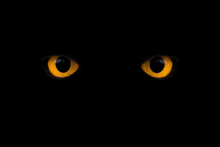 Глаза совы в темноте