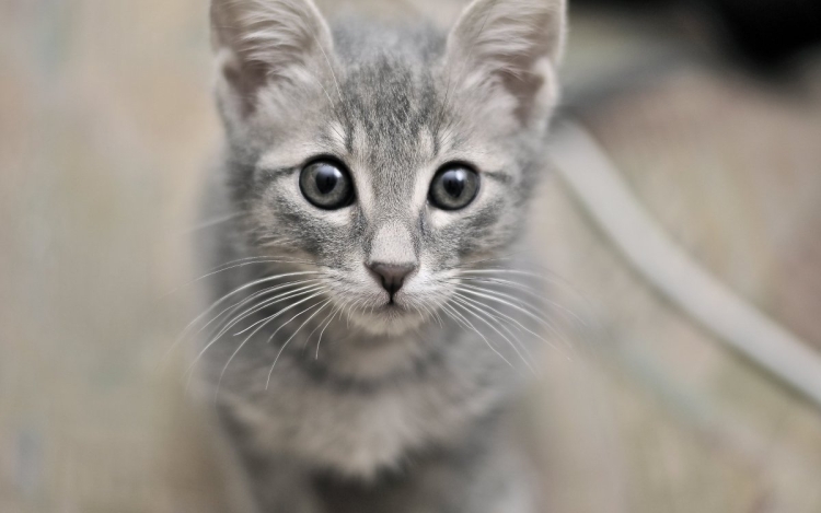 Серая кошка с голубыми глазами порода