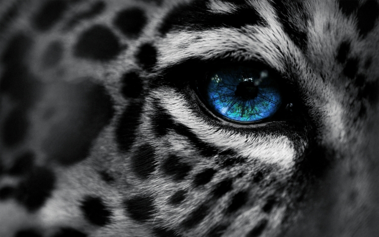 Черный глаз тигра