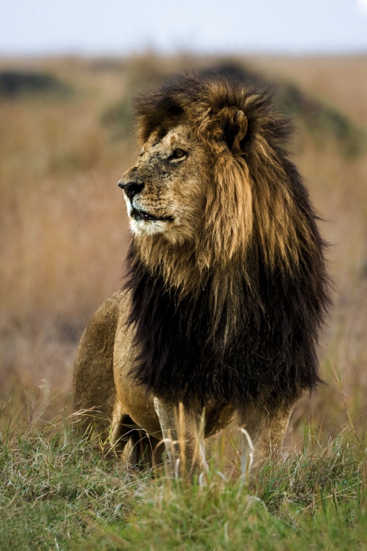 Лев с черной гривой в природе