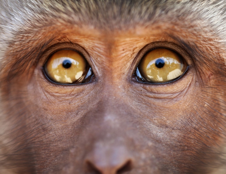 Цвет глаз у обезьян
